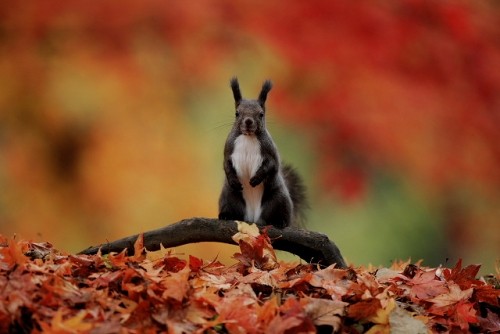 緑ヶ丘公園のエゾリス君　燃える秋