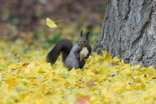 音更神社のエゾリス君　黄色ｒの世界