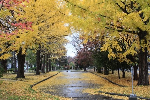 北大のイチョウ並木