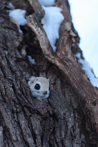 ナキウサギ君がなぜかモモンガ君