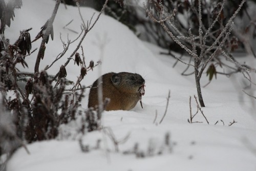 雪の然別とナキウサギ君　　