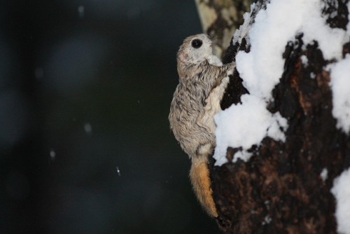 然別のモモンガ君　元気いっぱい！