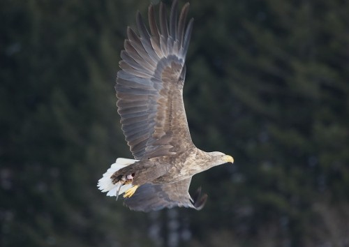 十勝川のワシ君　天然記念物