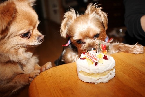 カズ君とヒデ君　運動不足！