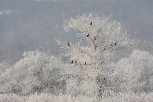 十勝川のワシ君　飛行写真