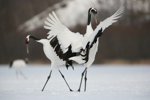 タンチョウの舞い