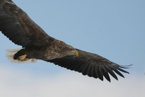 阿寒町のオジロワシ君