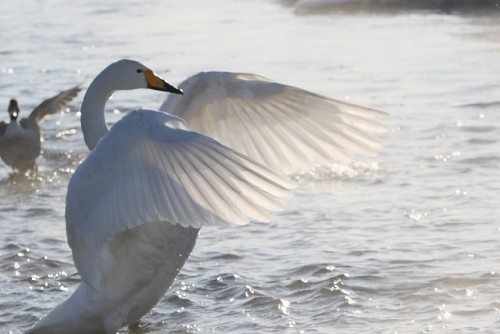 十勝川の白鳥君