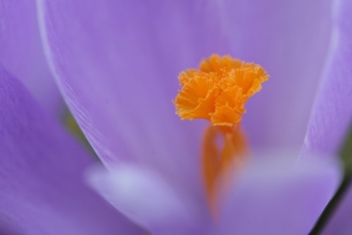 春の花　久しぶりにマクロ撮影