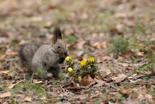 エゾリス君と福寿草