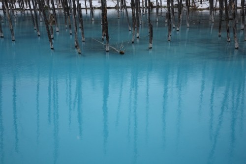 「青い池」は青かった！（白金温泉）
