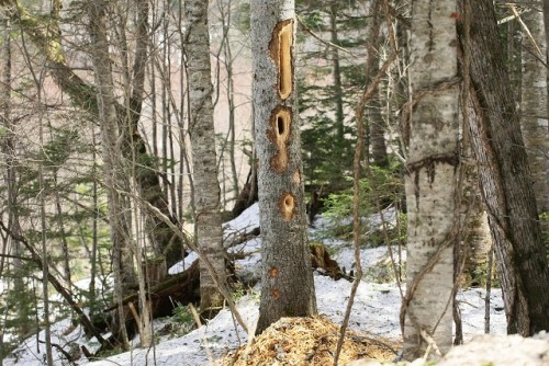 なぞの穴！こんなの見たことあります？