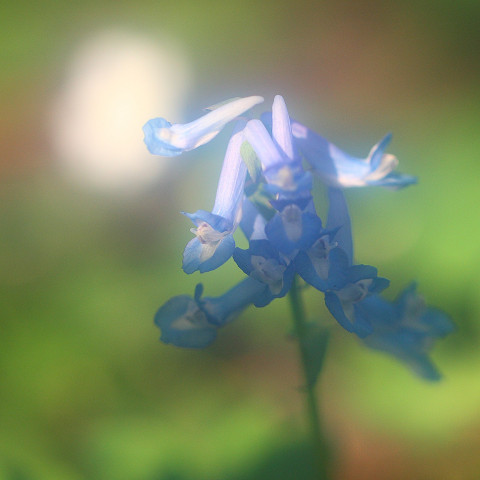 音更神社のエゾリス君と春の花
