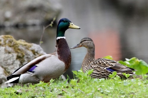 マガモ　夫婦カモ？