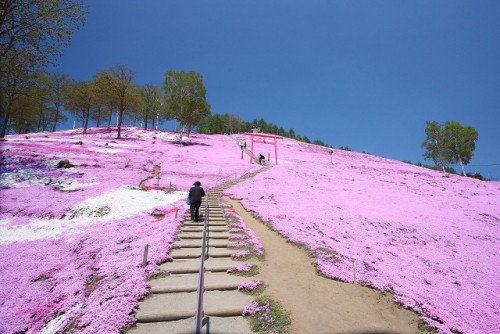 東藻琴村の芝桜と上湧別チューリップ