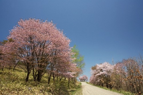 駒場十勝牧場と清水公園の桜