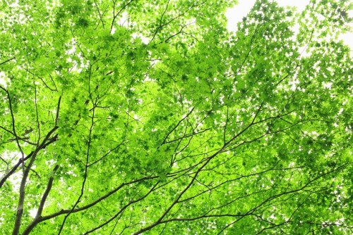 鹿追町然別峡の初夏・・・