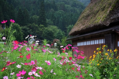 秋桜（コスモス）のある風景