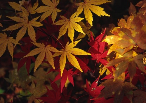 然別の紅葉2010