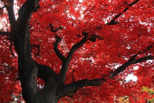 燃える秋　紅葉と渓流