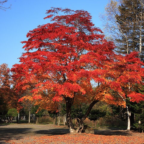 鹿追町瓜幕の紅葉