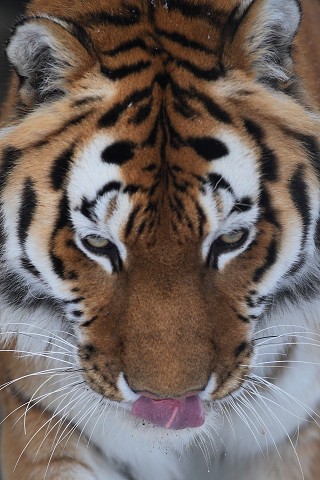 冬のおびひろ動物園　いろいろな「眼」・・・