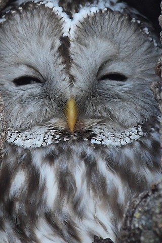 お久しぶりです！森のエゾフクロウ君