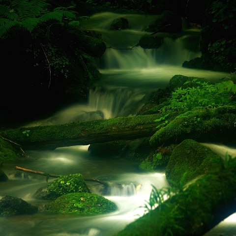 涼しい写真・・・