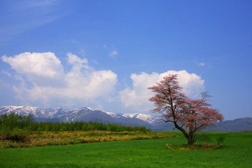 清水町の「一本桜」　フォトコン入賞・・・！