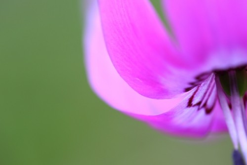 カタクリの花・・・おびひろ野草園