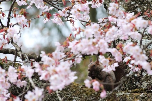 大忙しの春の動物たち・・・