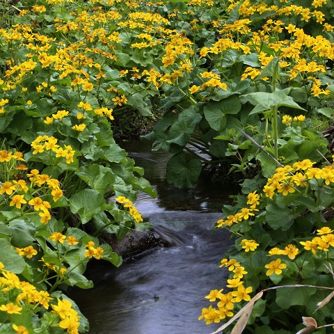 ヤチブキの花が咲く頃・・・鹿追町