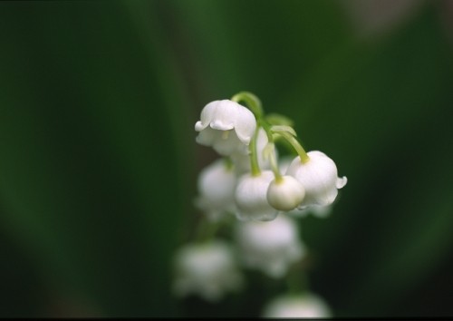 すずらんの花