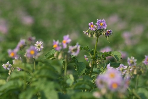 じゃがいもの花・・・