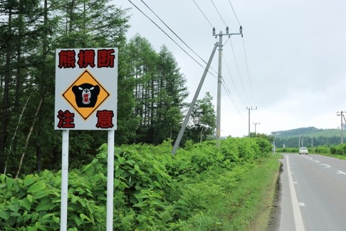 熊横断注意！・・・ワイルドだろぉ～↑