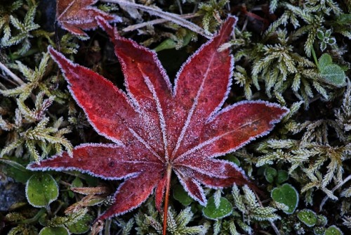 清水公園の紅葉