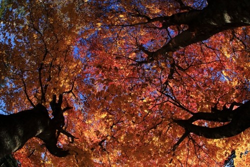 山の紅葉もそろそろ終わりかな・・・