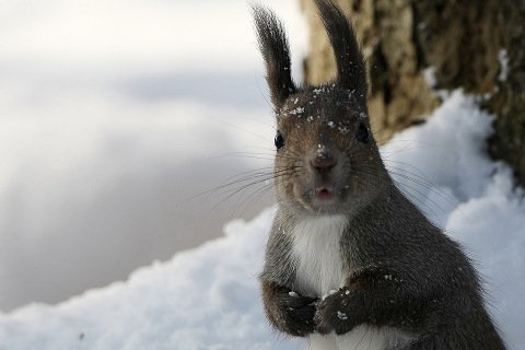 雪んなか