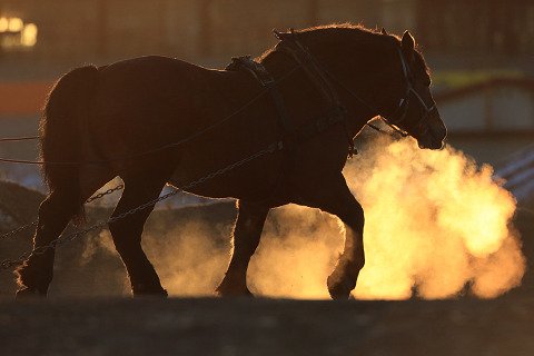 ばんえい朝調教・有馬・ダービー