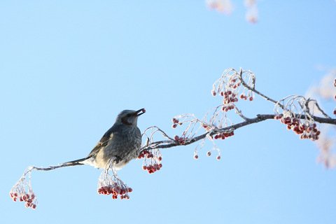 霧氷の「ナナカマド」に・・・