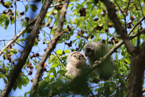 エゾフクロウの雛に会えたよぉ～