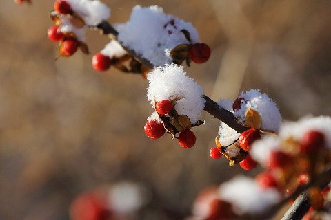 雪の朝