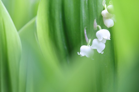 すずらんの花が咲きました