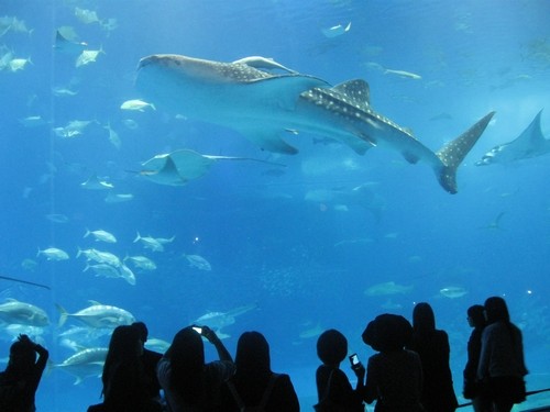 オーシャンズみたいな 美ら海水族館(沖縄の旅8)