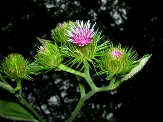 ゴボウの花♪