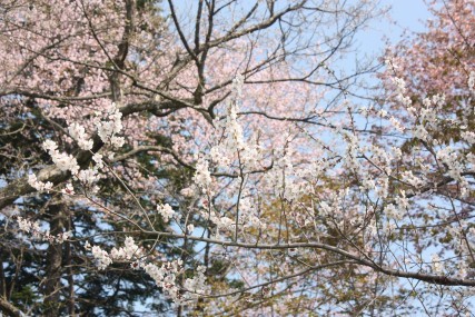 遅咲きの梅に散る桜・・・