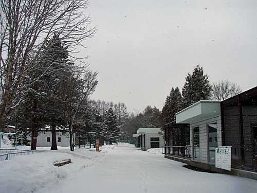 雪が降りました