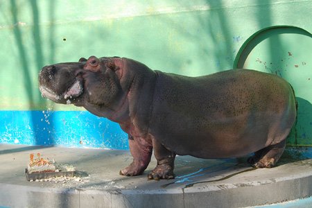 ダイちゃんのお誕生会