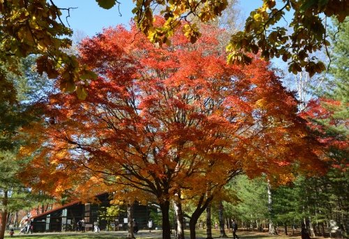 動物園の紅葉をもう一度