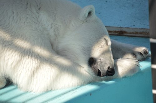 動物園の仲間たち写真館オープン（第１回　「睡」の間）